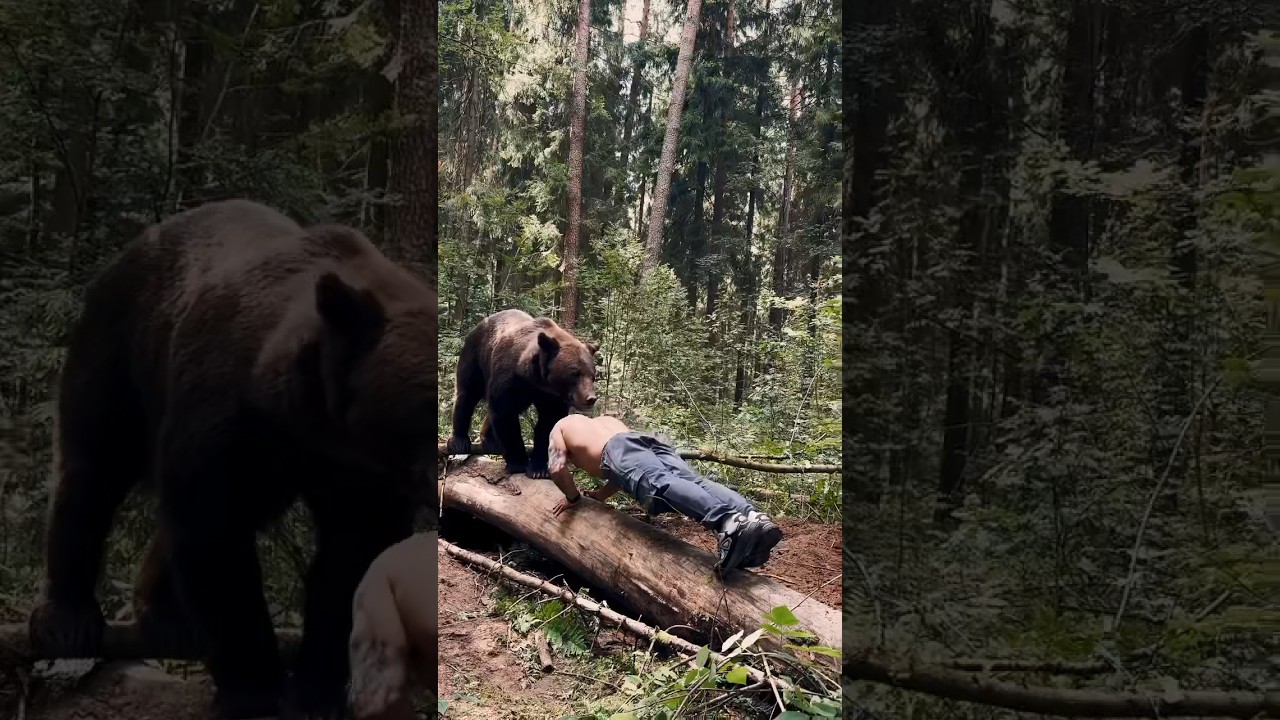 Медведь Том: Домашний бурый медведь 🐻