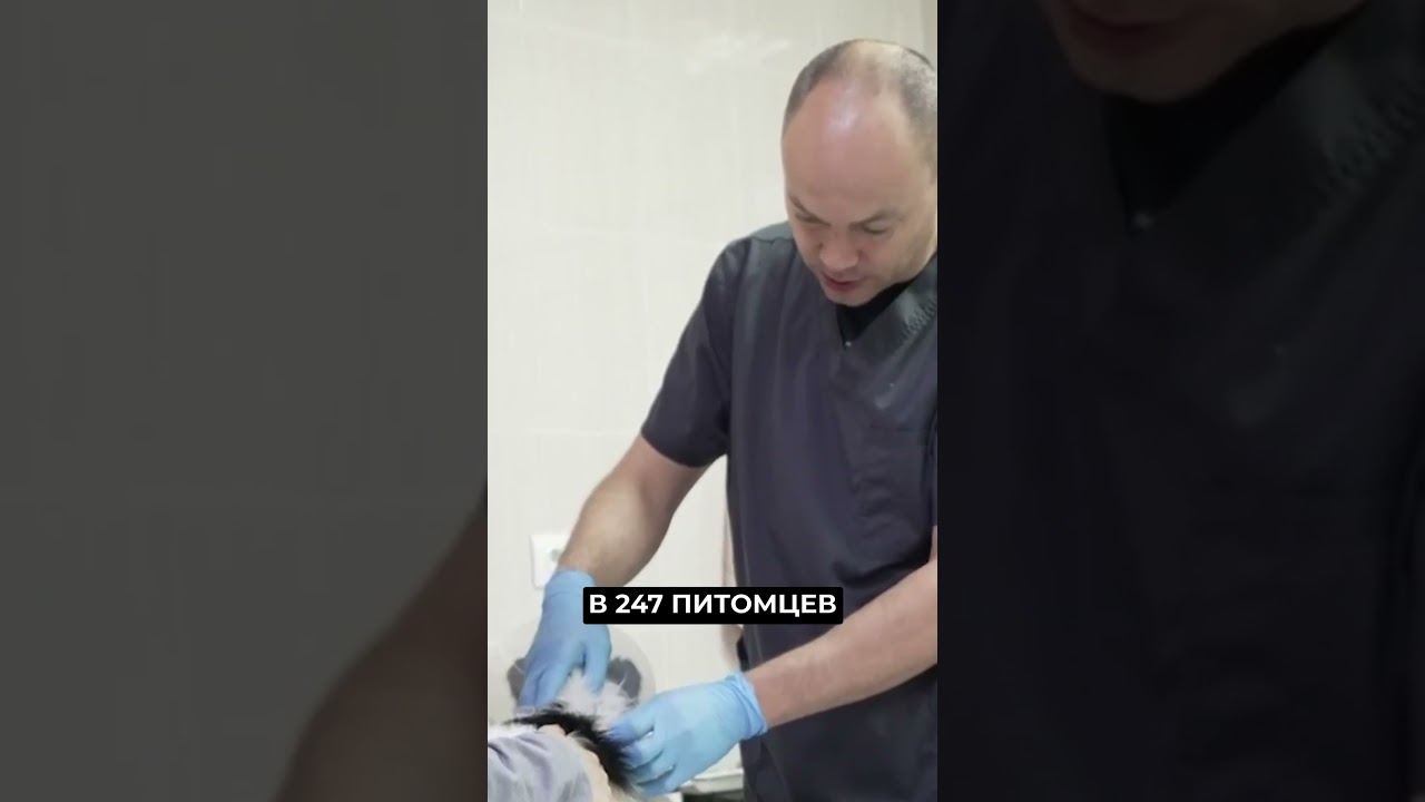 Что делать, если собаку укусили 🐕