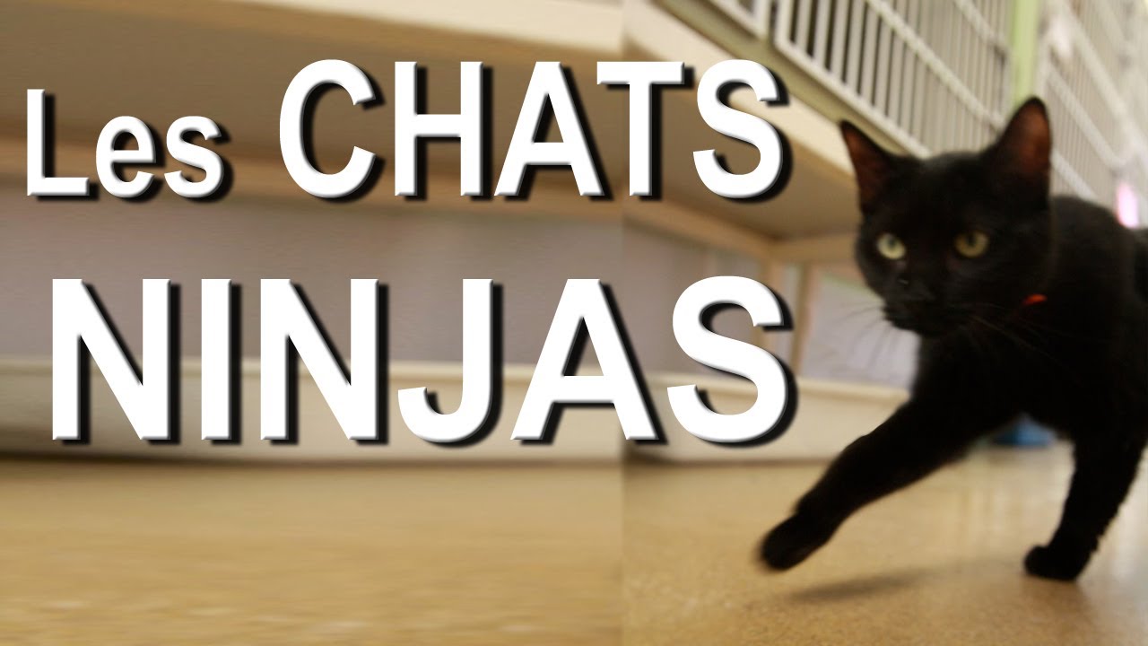 Les Chats Ninja - Parole de Chat 🐱