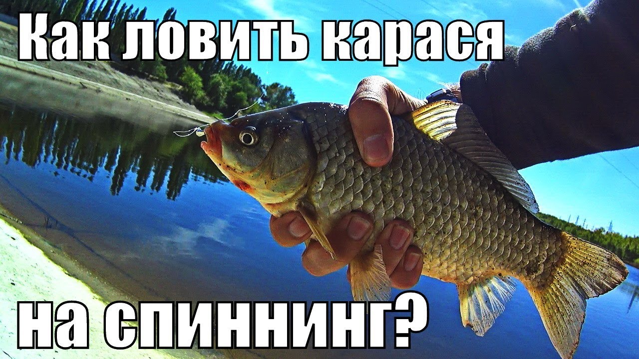 Ловля карася на спиннинг: снасти, приманки и проводки 🎣
