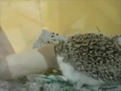 Boogie Boogie Hedgehog by Parry Gripp π¦