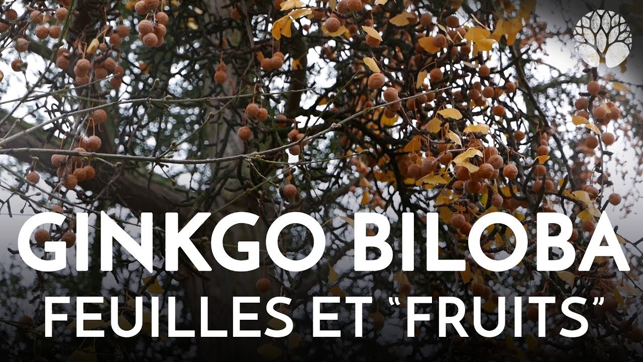 Le Dernier Gingko Biloba Unique en Son Genre 🌿
