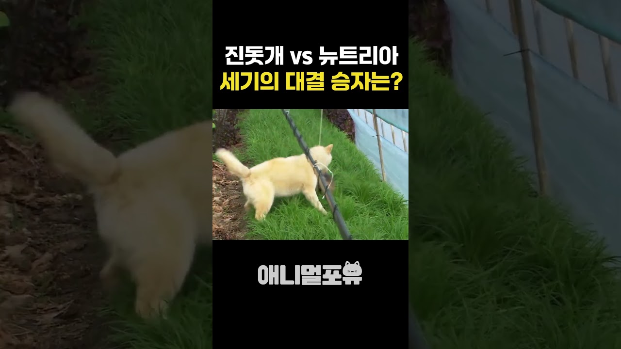 진돗개와 괴물쥐의 대결 🐶🧟‍♂️