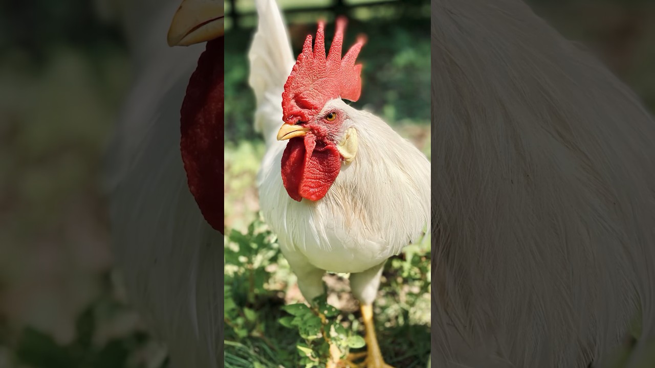 Farewell to Our Rooster 🐓