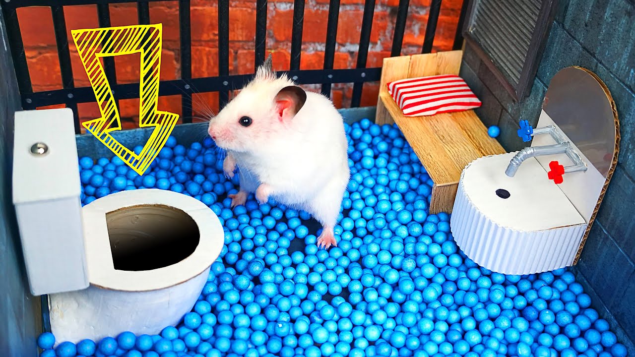 Hamster Popcorn Escapes the Creative Maze in Real Life