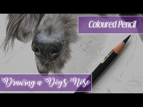HOW TO DRAW A DOGS NOSE | Coloured Pencil Drawing Tutorial
