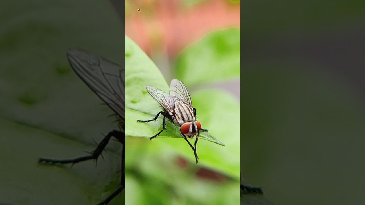 Housefly Sound Effect 🪰 | Buzzing Flies #shorts