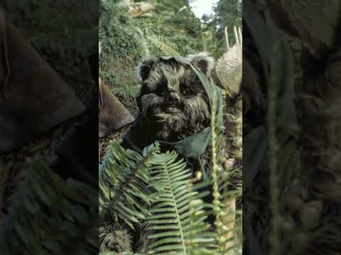 Les Ewoks parlent un mélange de langues réelles #starwars #film #info