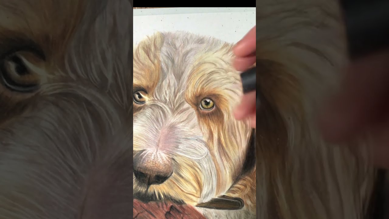 Color Pencil Dog Portrait with Curly Fur 🖍️
