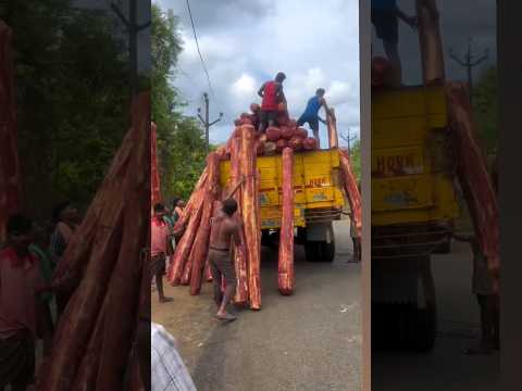 Pushpa 2 shooting Hyderabad#ramojifilmcity #shorts #set #alluarjun #hero #youtubeshorts #hyderabad