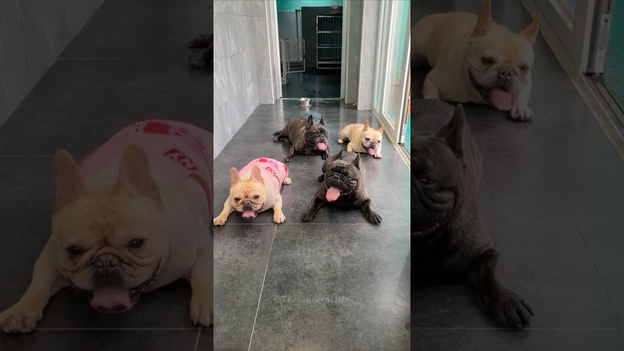 Hilarious French Bulldogs 🐶
