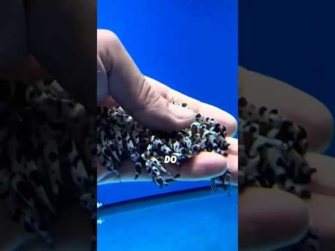 Why clownfish are not afraid of human hands 🙌? #anmals #cuteanimals #shortvideo #clownfish #cute