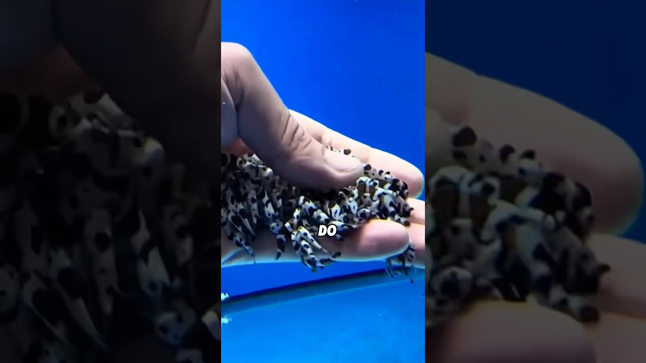 Why Clownfish Aren't Afraid of Humans π