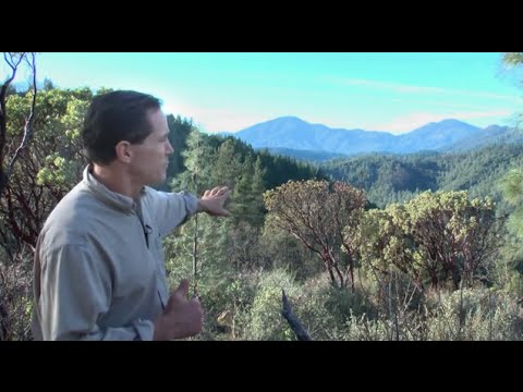 Geoengineering and Tree Decline 🌳