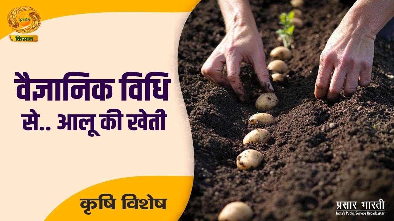 Krishi Vishesh: वैज्ञानिक तरीके से आलू खेती 🌱