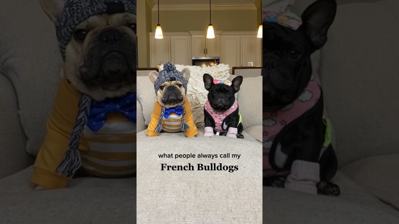 Common Nicknames for My French Bulldogs ๐ถ