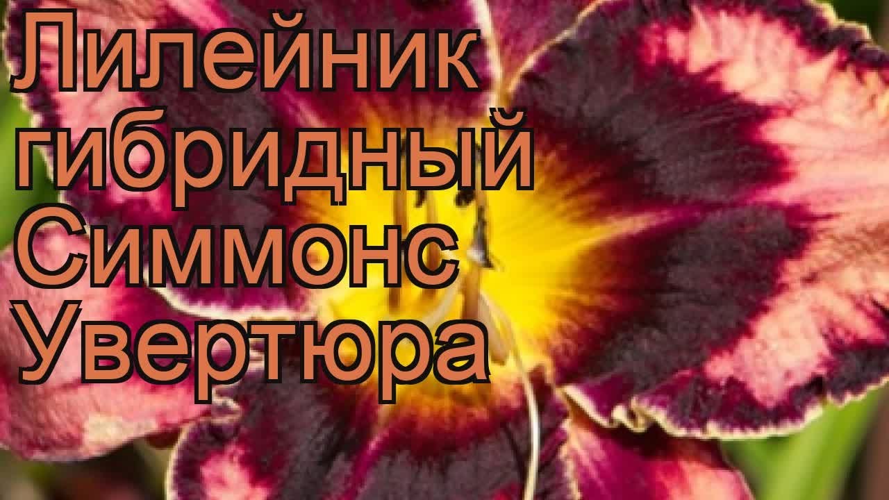 Лилейник Симмонс Увертюра 🌿: посадка и уход