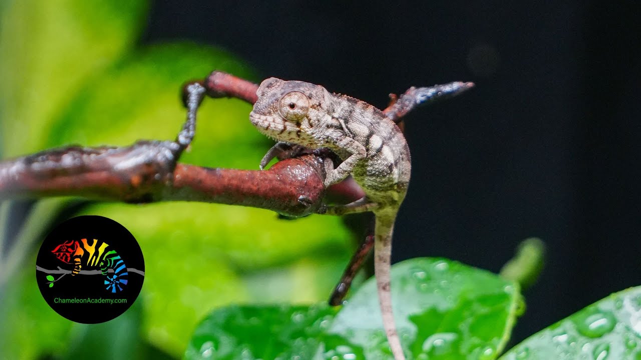 Baby Chameleon Daily Life & Environment 🌿