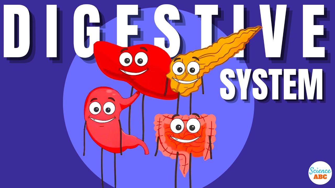 Digestive System: From Eating to Excretion 🍽️