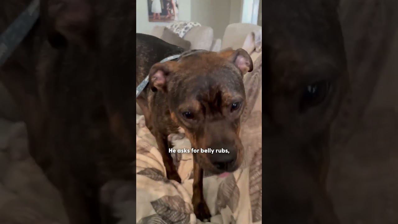 Watch This Abused Pittie Surprise His Foster Mom With Cuddles | The Dodo