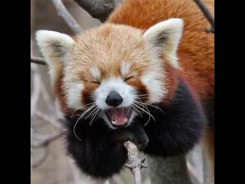 Based Pande | Steganography | DigitalOverdose 2022 | GUTI BABA