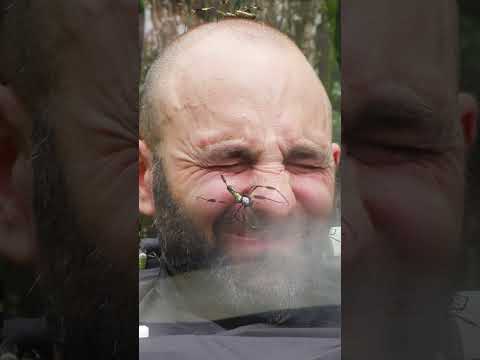 Spider Helmet - Would you try it?