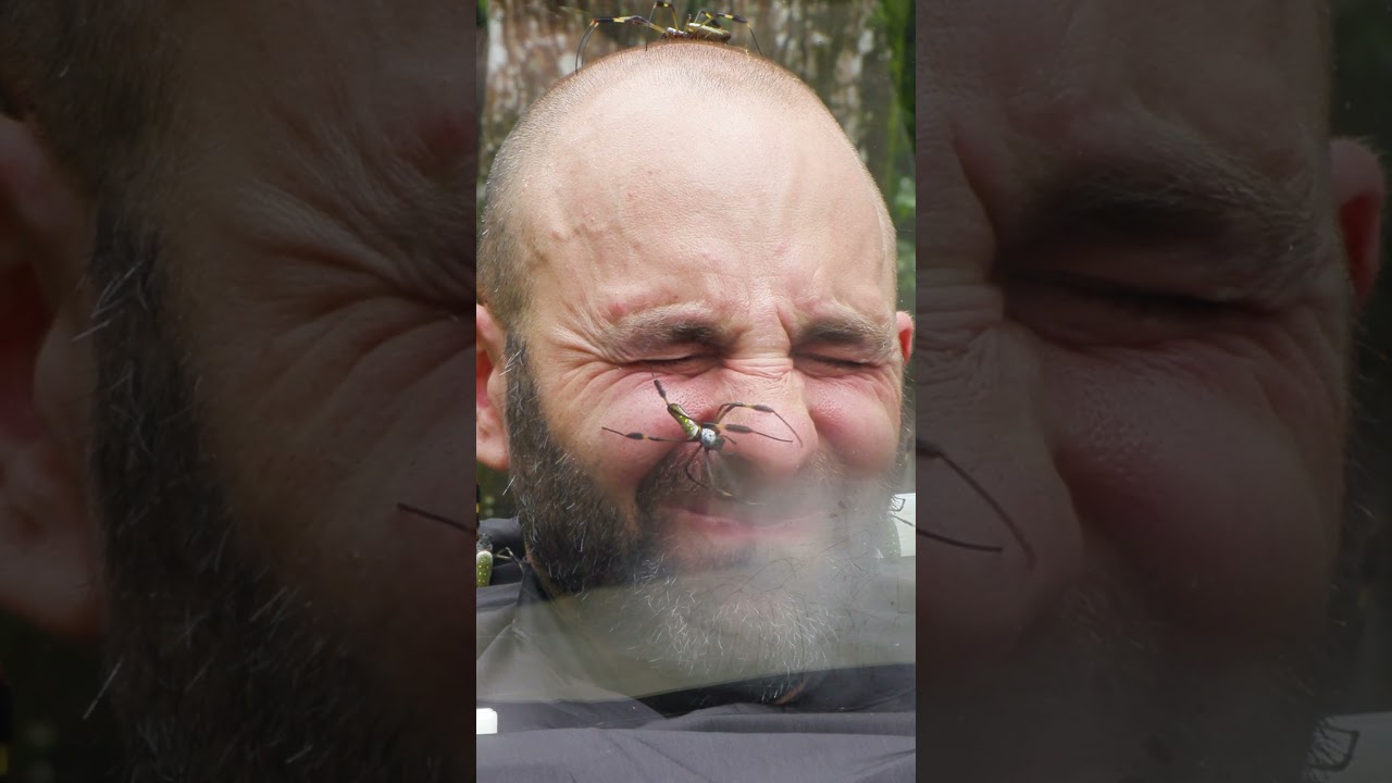 Would You Dare to Wear the Spider Helmet? 🕷️ Discover the Amazing Silk of the Golden Orb-Weaver