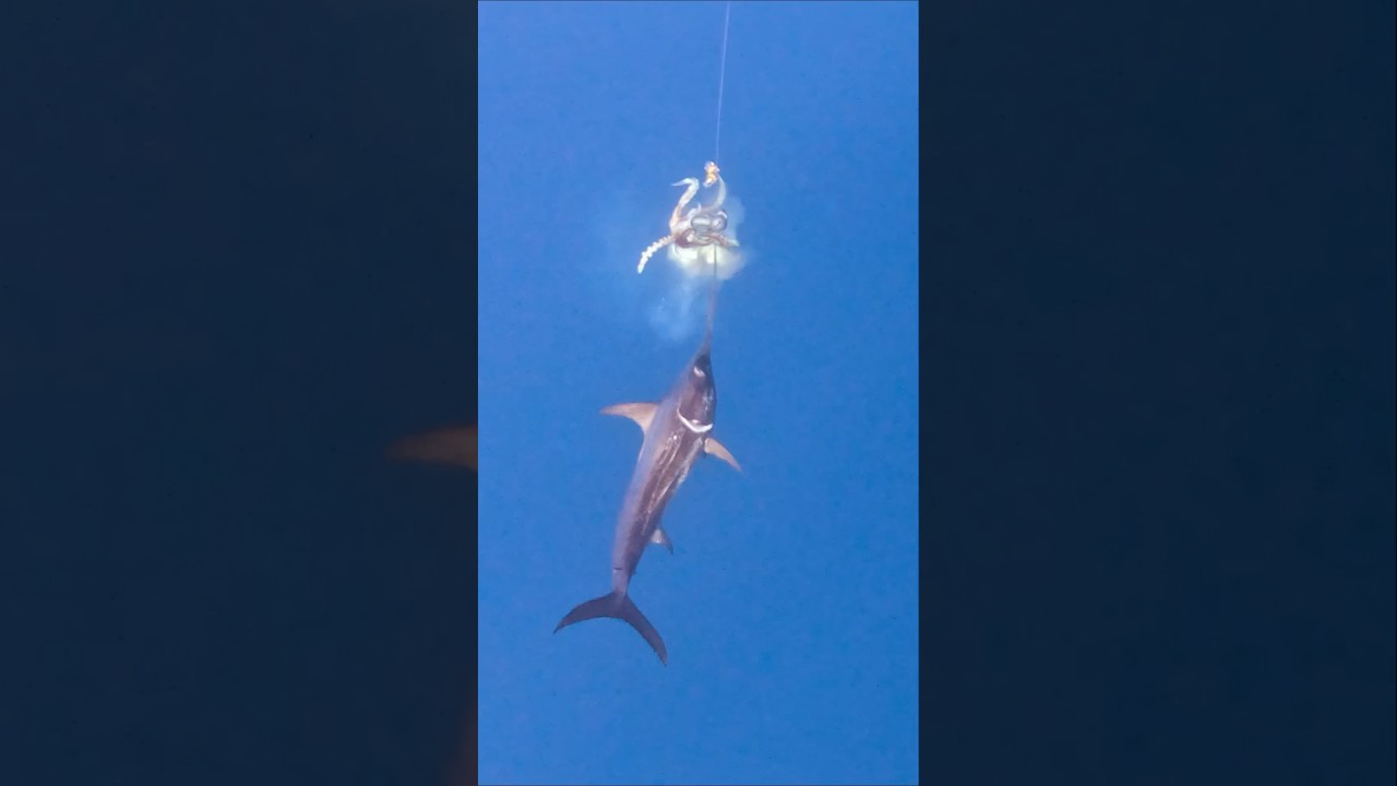 Swordfish Battles Giant Squid 🦑