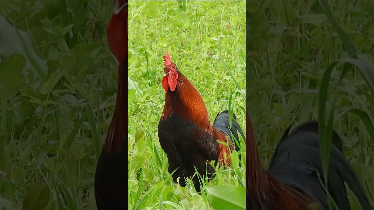 Rooster Crowing Compilation π