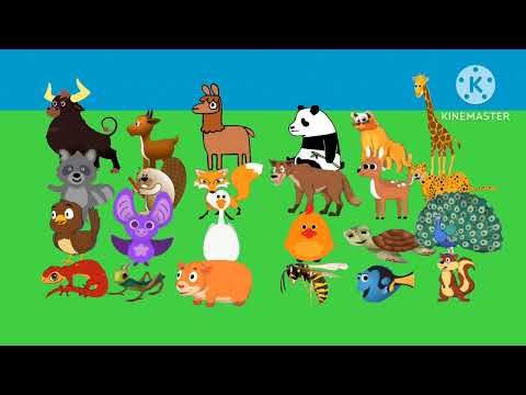 Animal Sounds Song ABC Kid TV 2 [Coming Soon]