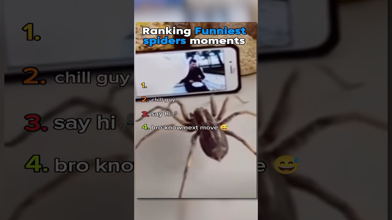 Top Funny Spider Moments in the USA 🕷️