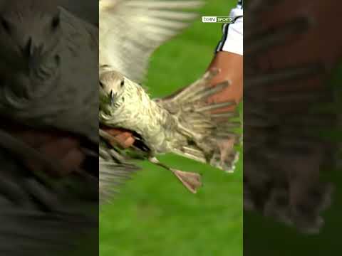 Quaresma Sahadaki Martıyı Yakalayıp Dışarı Çıkartıyor #shorts #beşiktaş