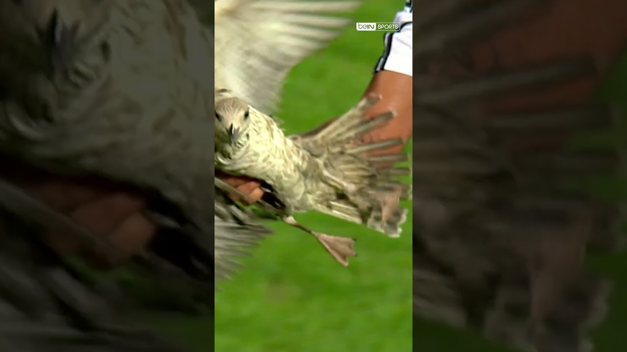 Quaresma Sahadaki Martıyı Yakalayıp Dışarı Çıkartıyor #shorts #beşiktaş