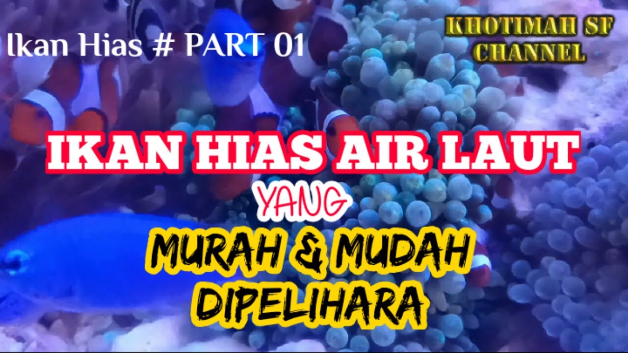 Ikan Hias Laut Murah dan Mudah Dipelihara 🐠