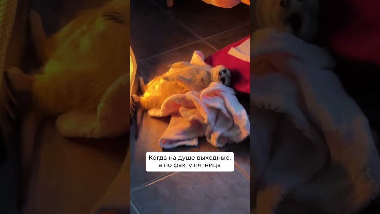 Подготовка к шестидневной рабочей неделе с UDS App