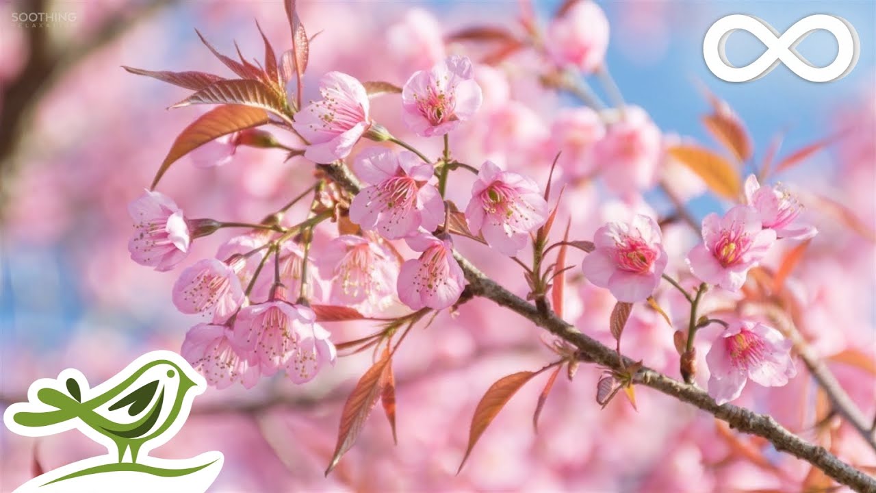 Relaxing Piano Music for Sleep & Peaceful Moments 🎶