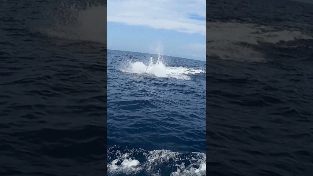 Epic Blue Marlin Fight at Costa Rica Tournament 🎣