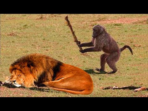 Animals Can't Stop Being Hilarious😂 NEW Funny ANIMALS Video 2025