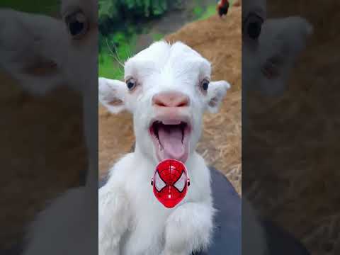 خروف العيد | جوعان اكل ابني | سبيدر مان | خروف الحلوب Ed sheep| A goat screaming