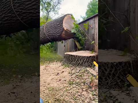 Luck or skill? #treeremoval #treeservice #treebgone #chainsaw #stihl #arborist #trees #londonontario