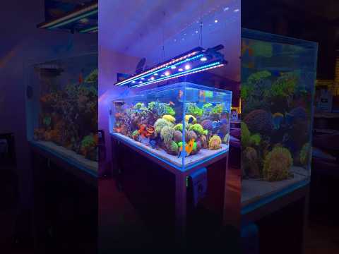 Stunning Saltwater Aquarium Setup πͺΈ