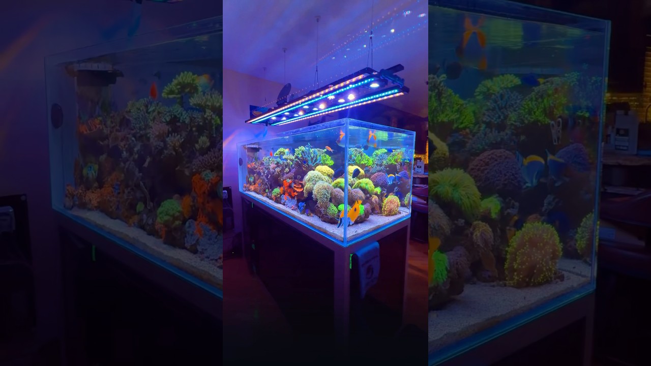 Breathtaking Saltwater Aquarium Setup 🪸 – Rate This Stunning Marine Tank!
