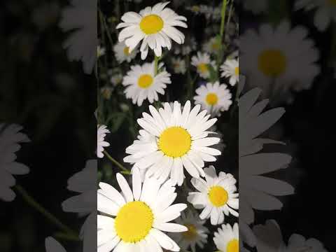 #моментысчастья  #летоэтомаленькаяжизнь #мелодиядуши #любовь #bernkastelkues #bernkastel #mosel