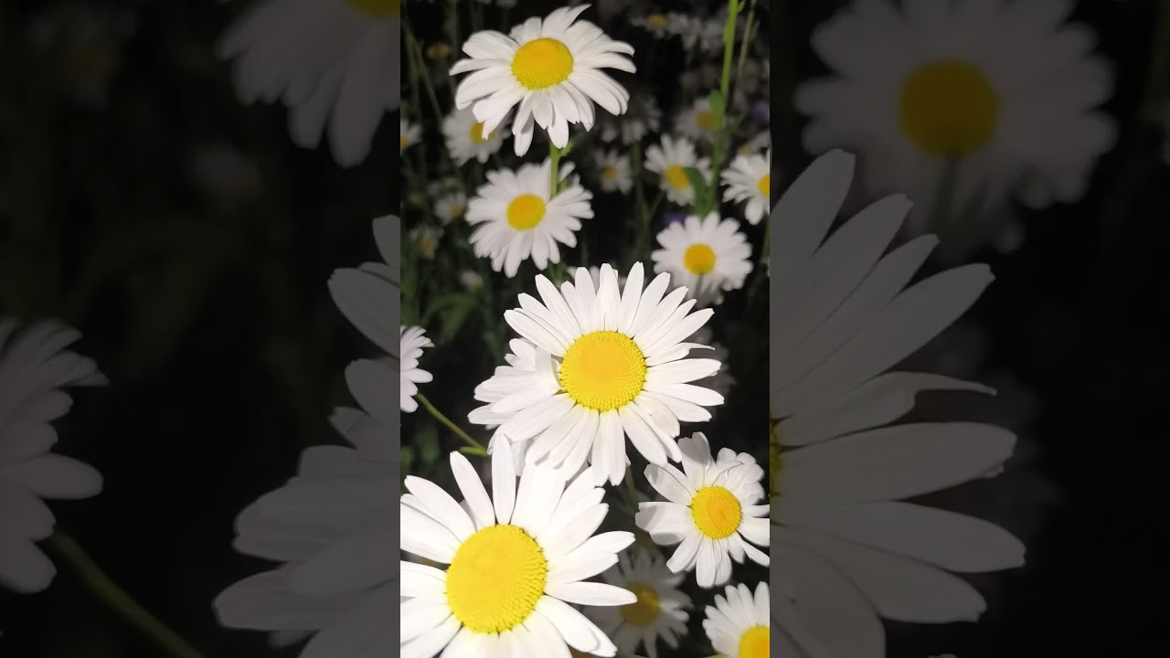 Моменты счастья в лето и любовь 🌞