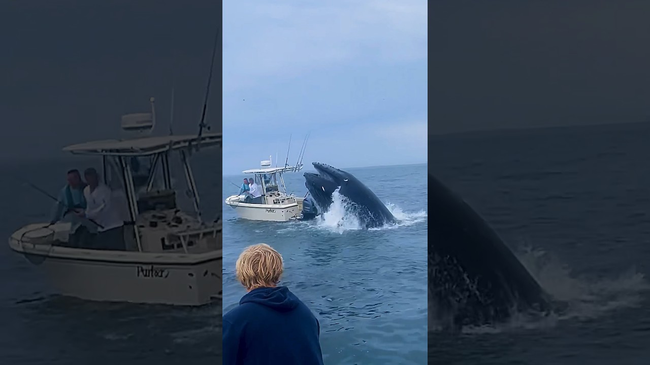 Whale Sinks Fishing Boat – Unbelievable Footage! 🐋