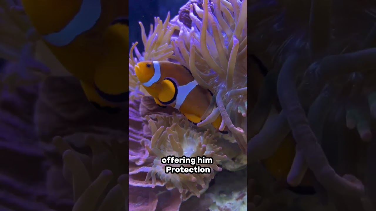 Discover the Fascinating Symbiosis Between Clownfish and Anemones 🐠