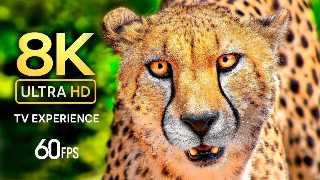 Animal Life TV – Wildlife & Cute Animals in 8K Ultra HD 60FPS with Dolby Atmos