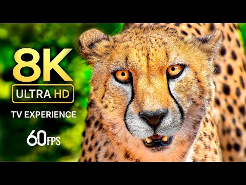 ANIMAL LIFE TV – WILDLIFE & CUTE ANIMAL 8K ULTRA HD 60FPS - Dolby Atmos 4K TV