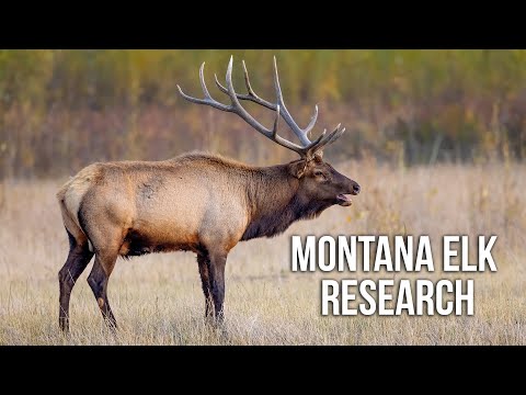 Why Can't Hunters Find Bulls? | Fresh Tracks Weekly (Ep. 107)