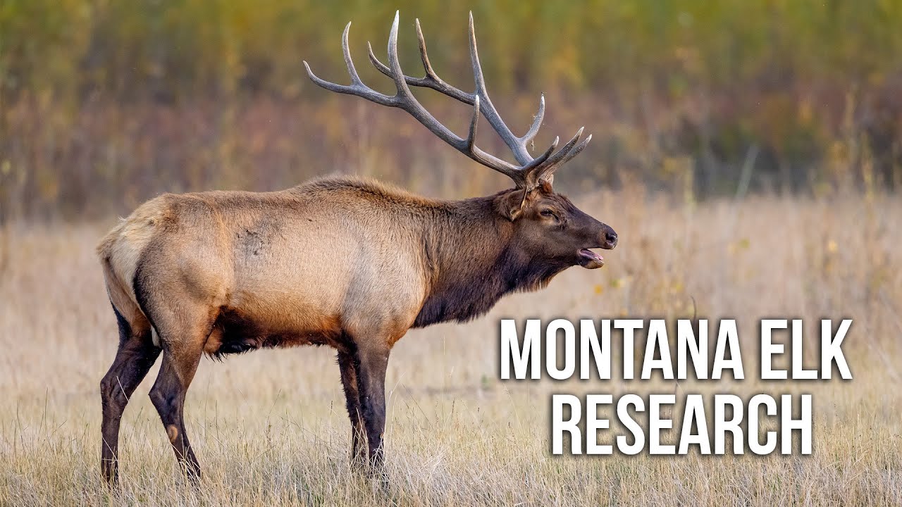 Why Are Bulls So Hard to Spot? | Fresh Tracks Weekly (Ep. 107) 🦌